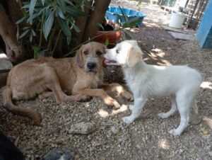 Sid Zorro Dogsavior Dez24 8
