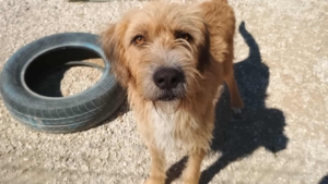 Sid Zorro Dogsavior Sep25 3