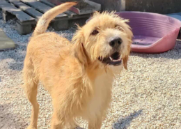 Sid Zorro Dogsavior Sep25 Beitragsbild