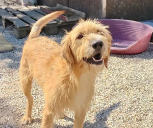 Sid Zorro Dogsavior Sep25 Beitragsbild