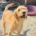 Sid Zorro Dogsavior Sep25 Beitragsbild