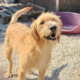 Sid Zorro Dogsavior Sep25 Beitragsbild