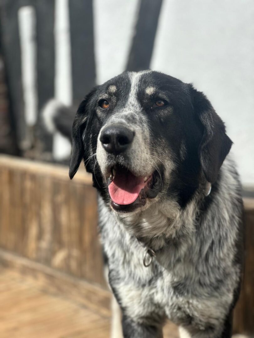 Talak Zorro Dogsavior Apr25 1