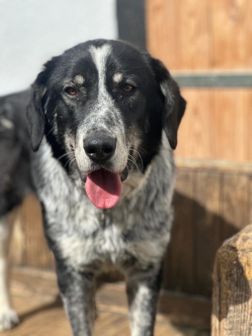Talak Zorro Dogsavior Apr25 2