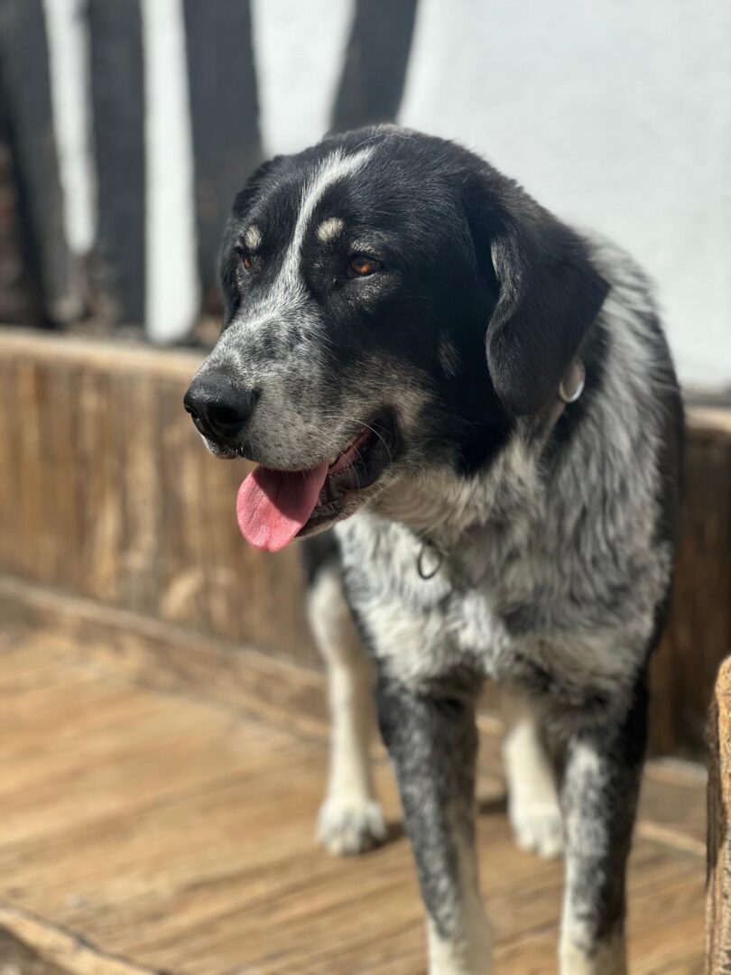 Talak Zorro Dogsavior Apr25 3