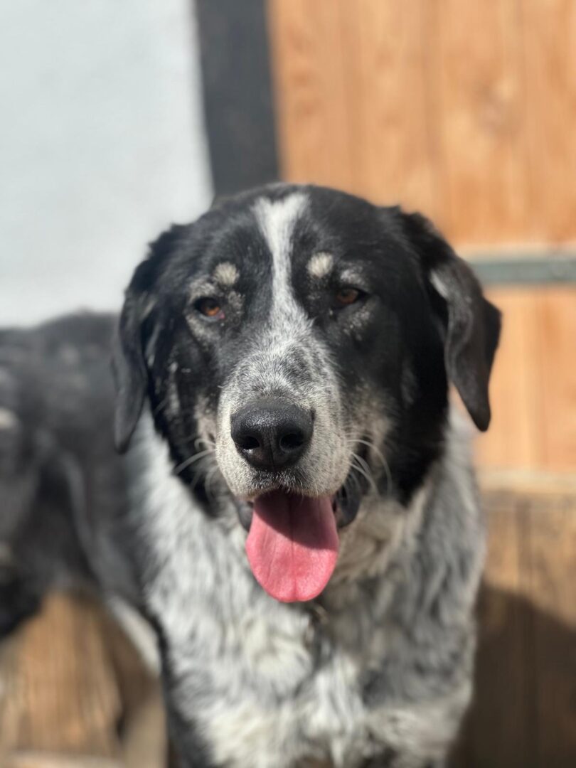 Talak Zorro Dogsavior Apr25 4