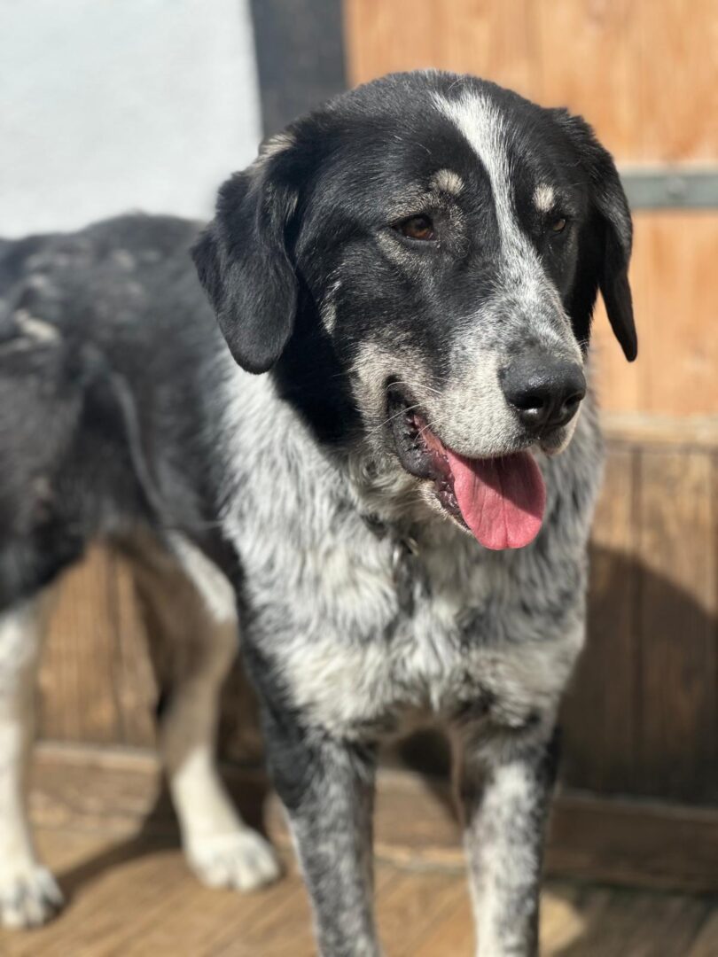 Talak Zorro Dogsavior Apr25 5