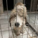 Tobby Zorro Dogsavior Jan25 Beitragsbild