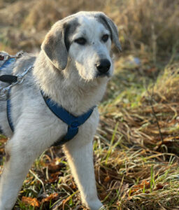 Yuma Zorro Dogsavior Jan25 1