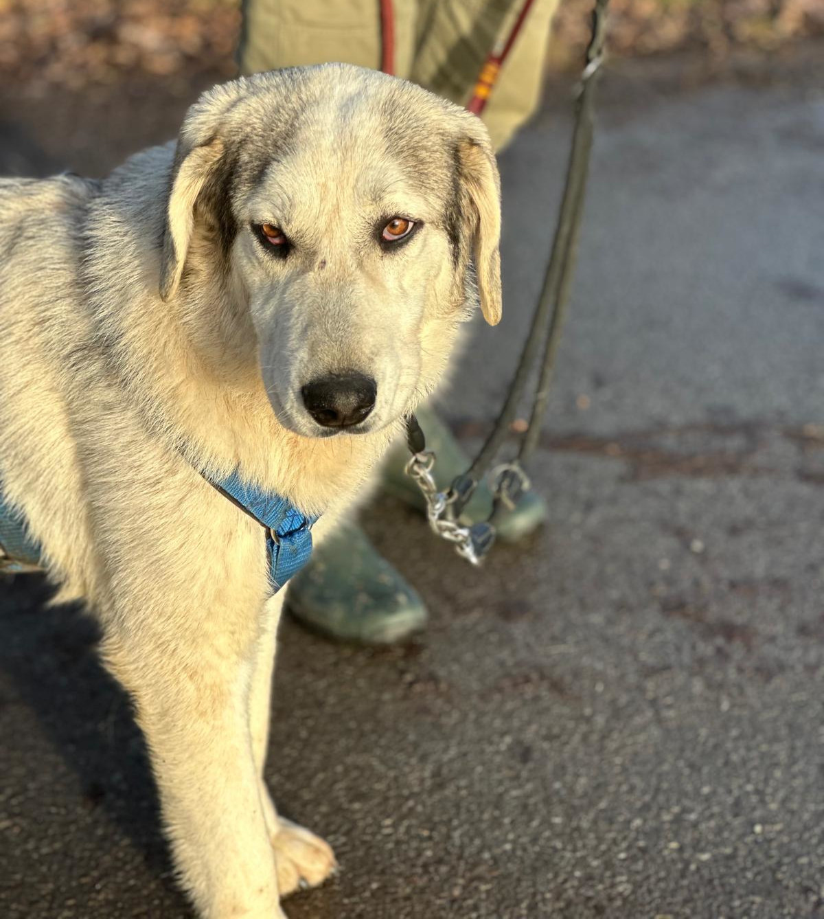 Yuma Zorro Dogsavior Jan25 2