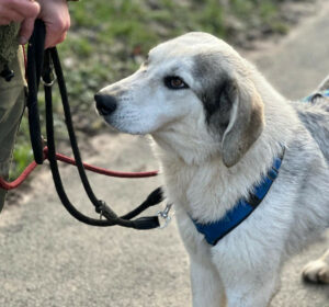 Yuma Zorro Dogsavior Jan25 3