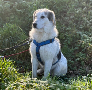 Yuma Zorro Dogsavior Jan25 4