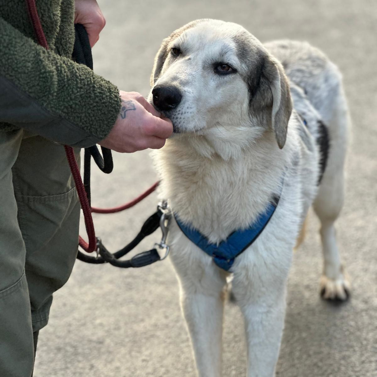 Yuma Zorro Dogsavior Jan25 5