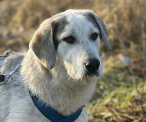 Yuma Zorro Dogsavior Jan25 Beitragsbild