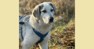 Yuma Zorro Dogsavior Jan25 Social Media