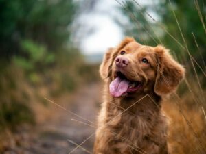 outdoor dog