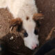 Baldur Zorro Dogsavior Feb25 Beitragsbild