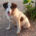Baldur Zorro Dogsavior Jun25 Beitragsbild