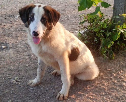 Baldur Zorro Dogsavior Jun25 Beitragsbild
