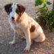 Baldur Zorro Dogsavior Jun25 Beitragsbild