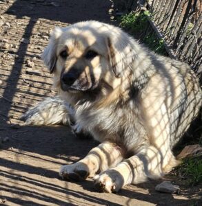 Großer Hund liegt im Schatten eines Zauns auf einem sonnigen Erdweg.