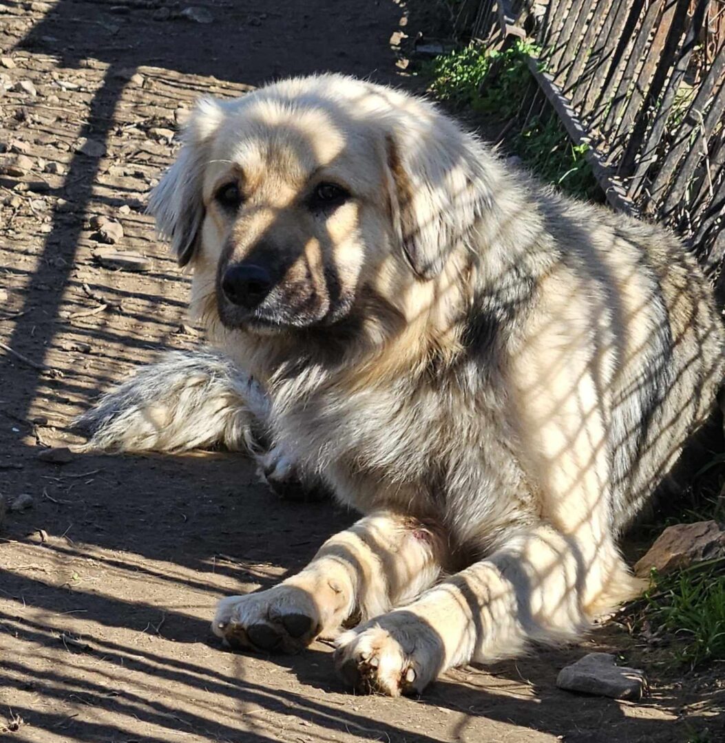 Bear Zorro Dogsavior Mär25 1