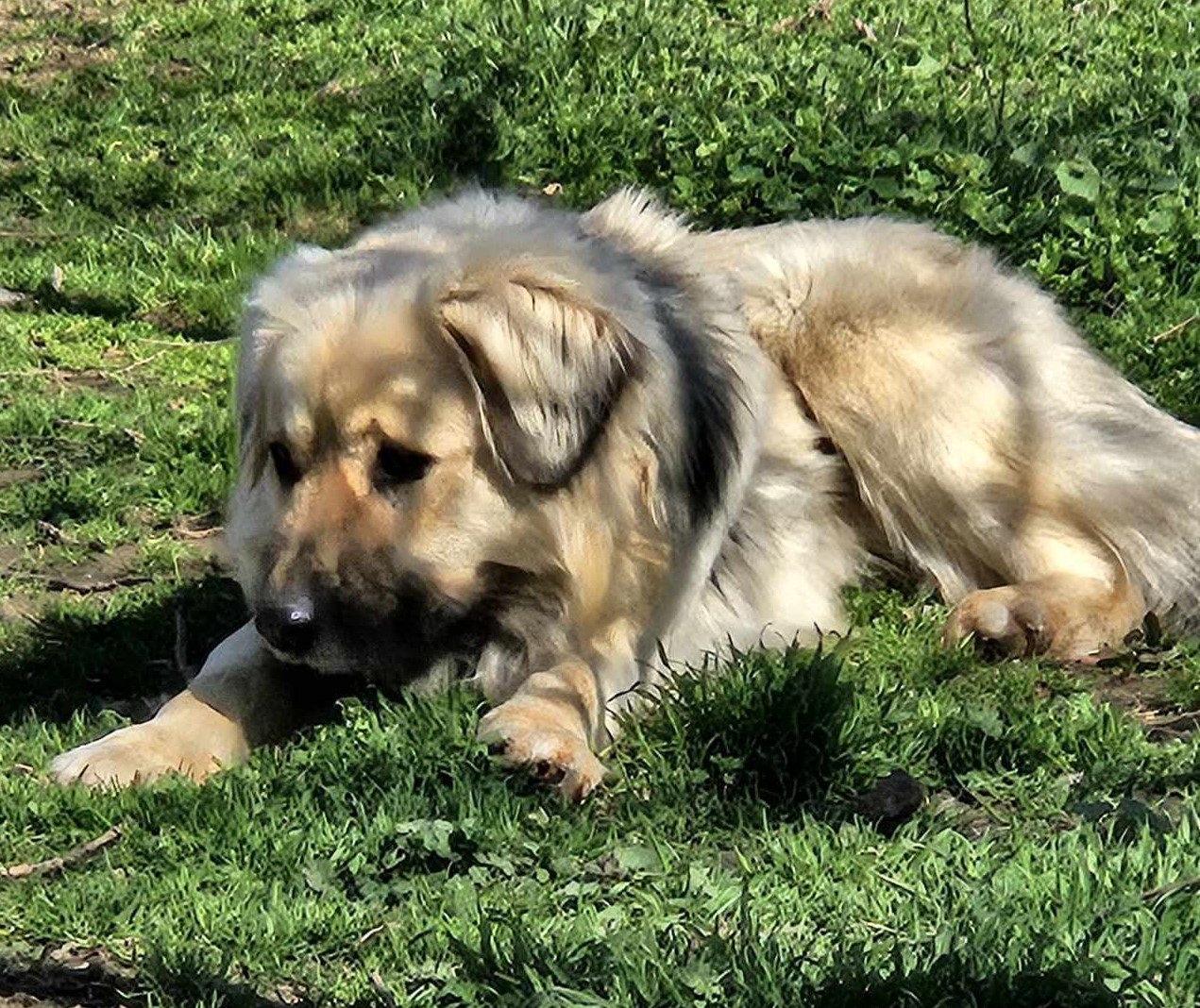 Bear Zorro Dogsavior Mär25 2