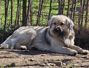Bear Zorro Dogsavior Mär25 3