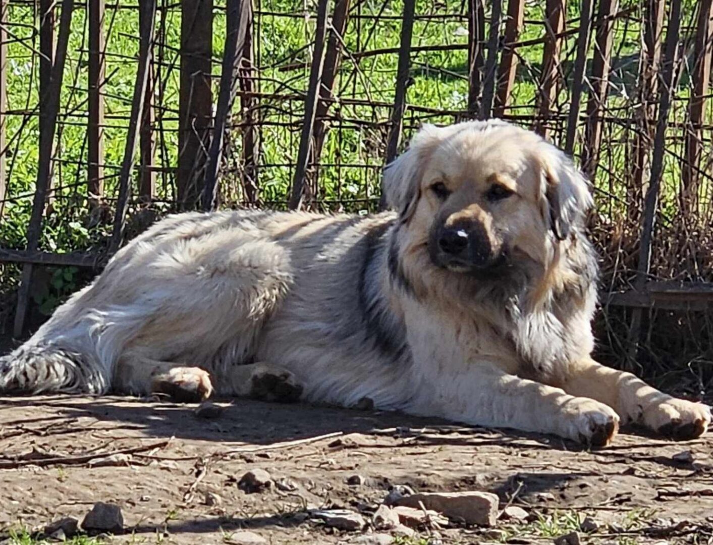 Bear Zorro Dogsavior Mär25 3