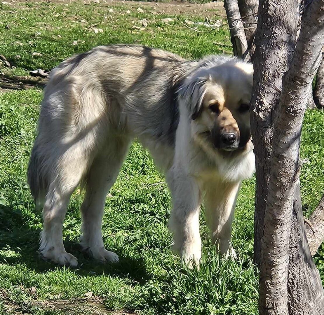 Bear Zorro Dogsavior Mär25 4