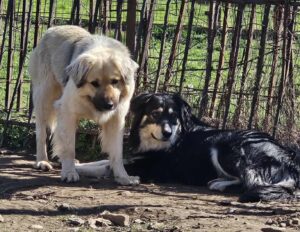 Zwei Hunde im Freien vor einem Metallzaun im Sonnenlicht.