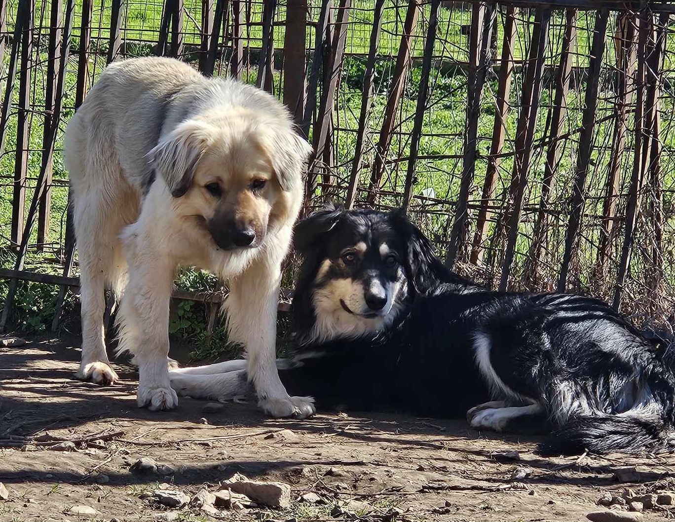 Bear Zorro Dogsavior Mär25 5