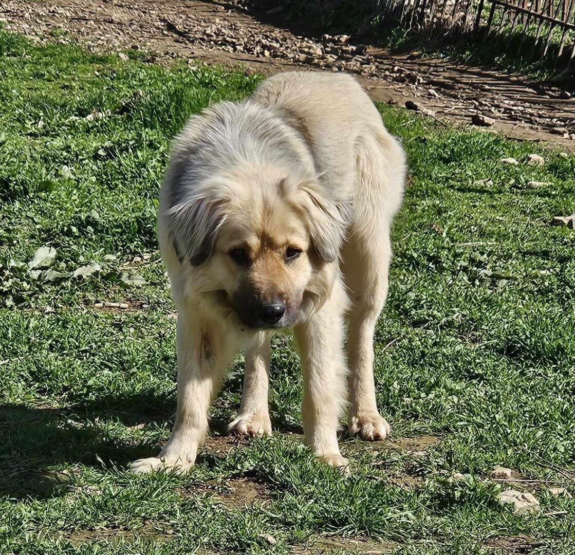 Bear Zorro Dogsavior Mär25 6