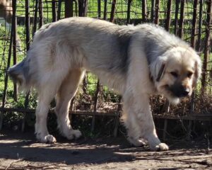 Bear Zorro Dogsavior Mär25 7