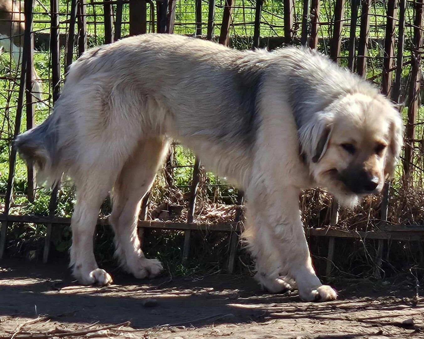 Bear Zorro Dogsavior Mär25 7