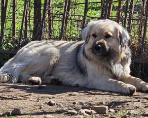 Großer Hund liegt auf Boden neben einem Metallzaun bei Sonnenschein.