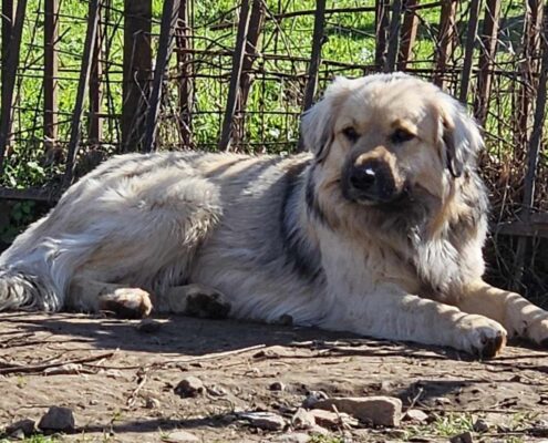 Bear Zorro Dogsavior Mär25 Beitragsbild