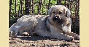 Bear Zorro Dogsavior Mär25 SocialMedia