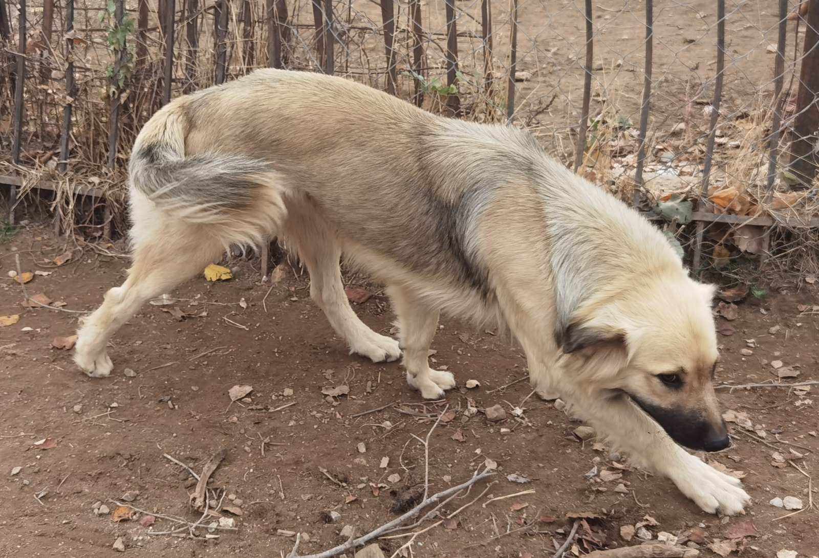 Bear Zorro Dogsavior Jan25 1