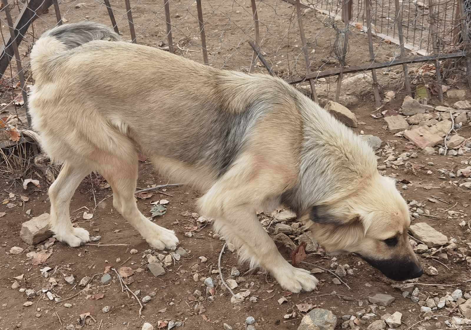 Bear Zorro Dogsavior Jan25 2