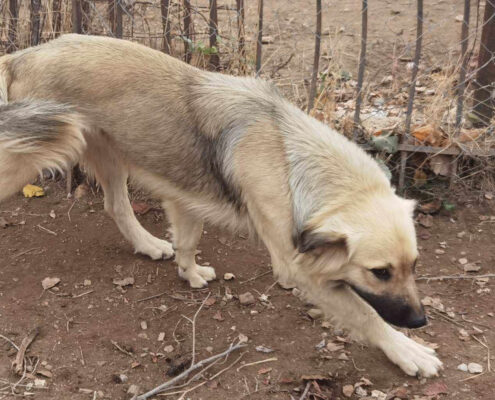 Bear Zorro Dogsavior Jan25 Beitragsbild