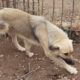 Bear Zorro Dogsavior Jan25 Beitragsbild