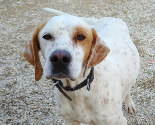 Bonnie Zorro Dogsavior Jan25 Beitragsbild
