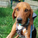 Bruno Zorro Dogsavior Jan25 Bruno