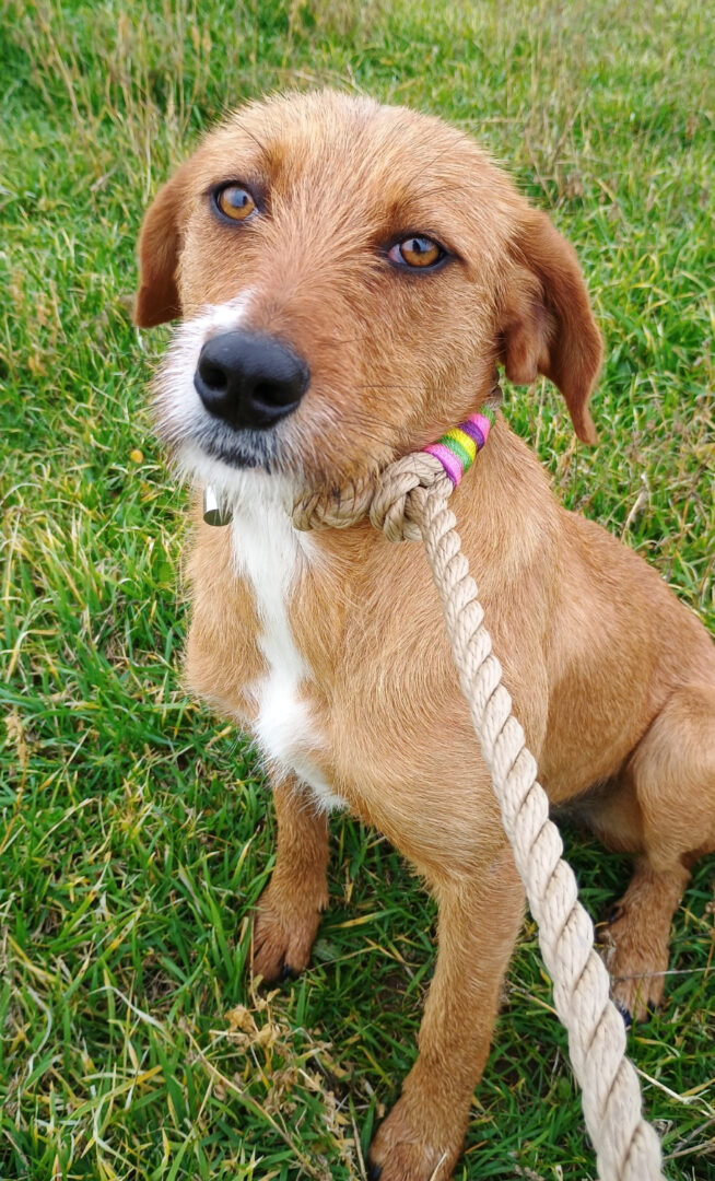 Danae Zorro Dogsavior Jan25 1