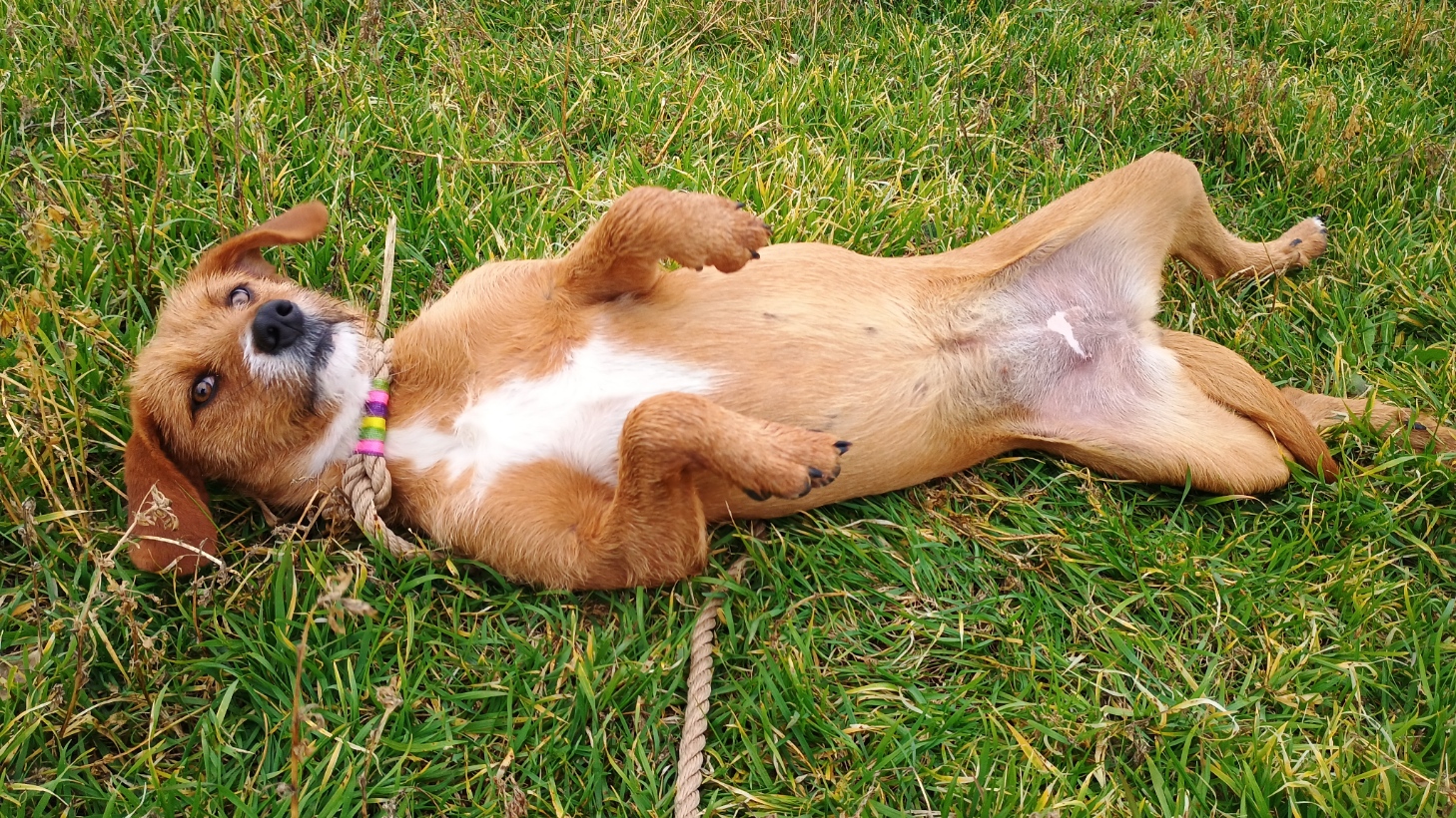 Danae Zorro Dogsavior Jan25 6