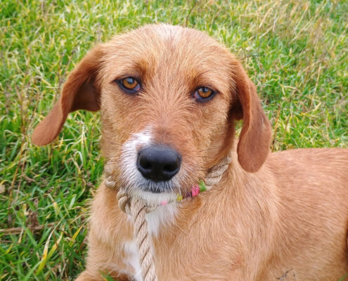Danae Zorro Dogsavior Jan25 Beitragsbild