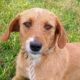 Danae Zorro Dogsavior Jan25 Beitragsbild