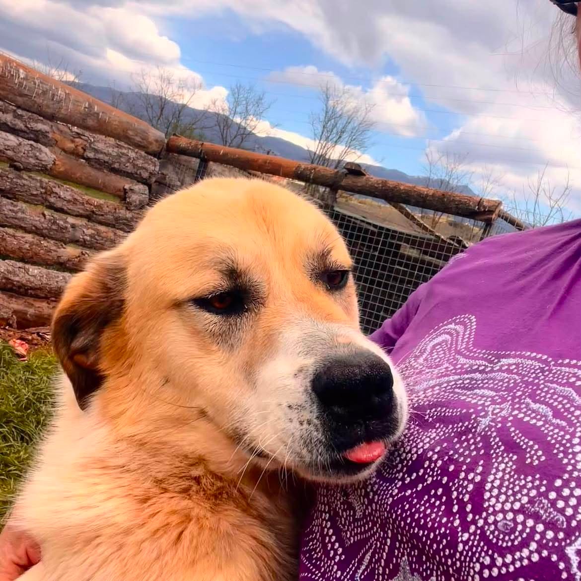 Danai Zorro Dogsavior Aug26 1