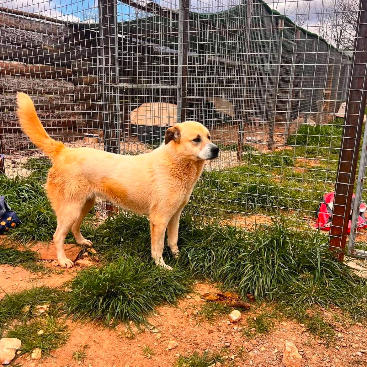 Danai Zorro Dogsavior Aug26 2